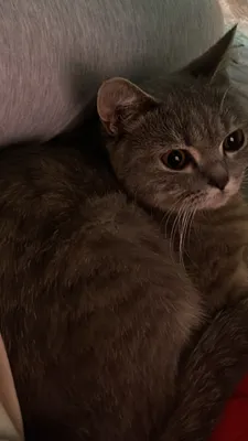 кошка фолд