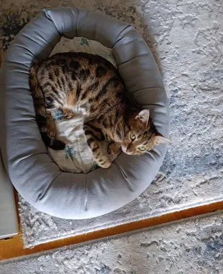 Bengal zotli mushuk 1