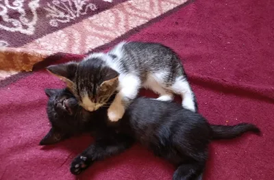 Котята даром хорошие