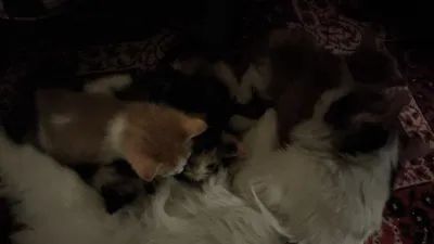 Котята в добрые руки. родились 30 августа 1