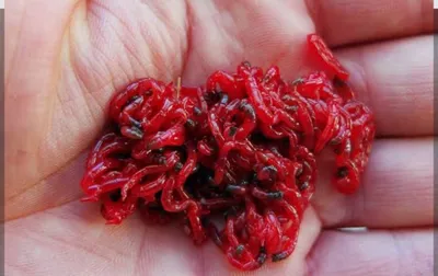 Akvarium baliqlari uchun muzlatilgan qizil chuvalchang sotiladi.