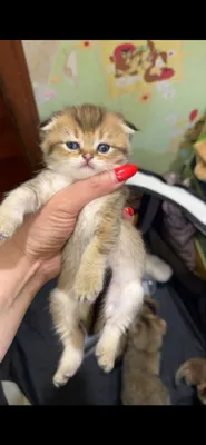 Золотая роскошная котенок страйт и фолд 1