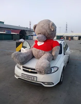 Teddy+Teddi+oq+seriy 1