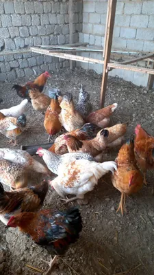 Kleopatra porno aktyorlar