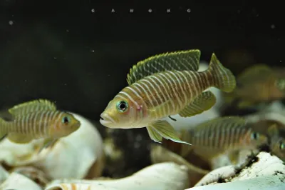 Neomprologus Similis