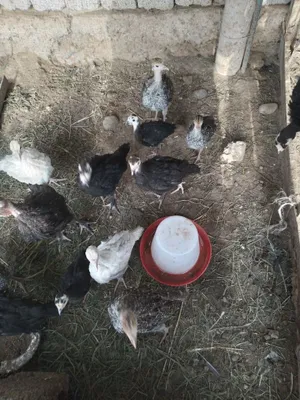 Bir yarim oylik kurka jo‘jalarini sotaman