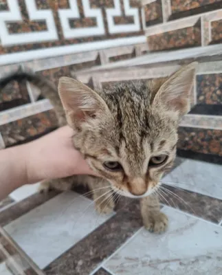 Mushuk bolasi beramiz toza bepul