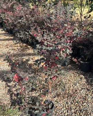 Loropetalum Turkiya 1