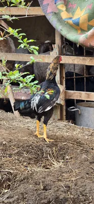 Dakan xoʻrozlar sotiladi 1