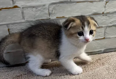 Scottish Fold, binafsha rangli, sog‘lom va faol urg‘ochi mushukcha, lotokka o‘rgatilgan 1