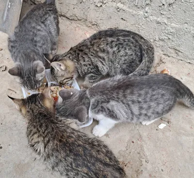 Mushukchalar mehribon qo‘llarga beriladi 1