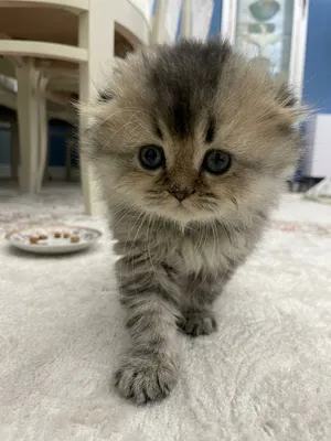 Chinchilla / Scottish Fold / Highland Fold 3