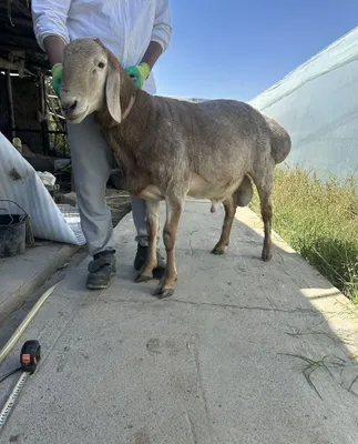 Арашанский баран 1