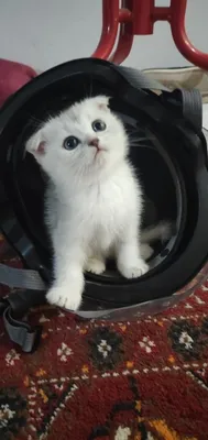 Срочно! Продяю котят. 3 TA MUSHUKCHA SOTILADI! 1