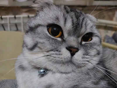 Osma quloqli Scottish Fold mushugi 1