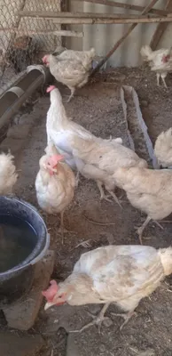 Продаются куры, 12 штук