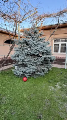 Большая и красивая голубая ель 1