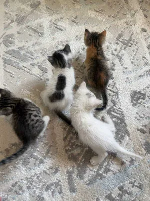 Котята отдаются бесплатно!