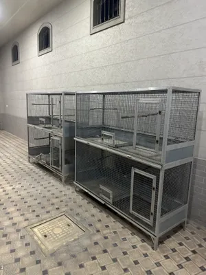 valer qafas kletka 2