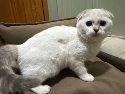 Кошка скотч фолд белый 6 месячев
