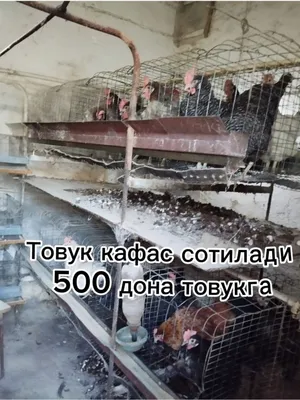 Тошкент Яшнобод 500та товукга кафас сотилади. 1