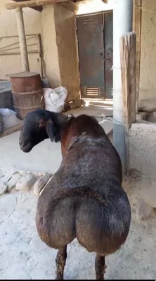 Porno bitta mushukda kop narsalarni oladi