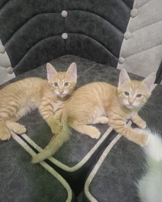 Котята бесплатно 1