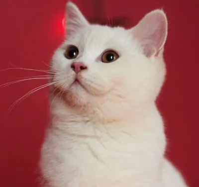 Британский котик