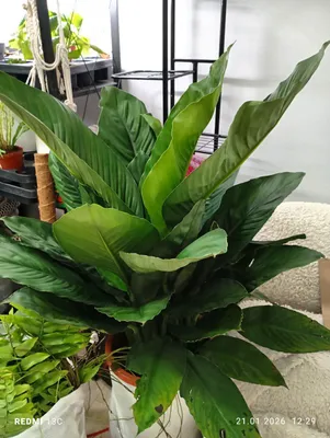Spathiphyllum Sensation