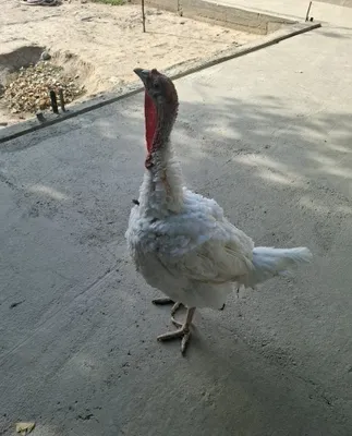 Big 6 kurka sotiladi