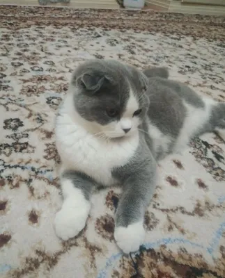 Продам кошку самку.