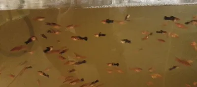 Аквариумные рыбки 1