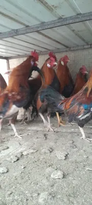 Продаются красные быки 1