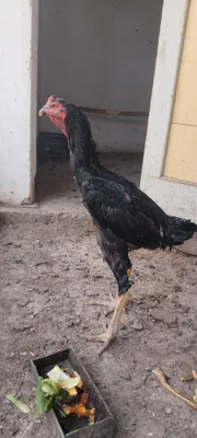 Продам бойцовский петух 1