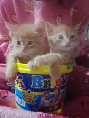 Kastratsiya va qiynoqlar porno Qaynona kuyovini jinsiy aloqa qilishga undagan, qizi esa videoni kora olmay qolgan.