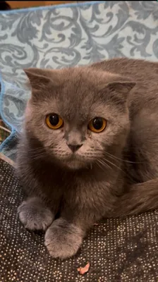 Кошечка в заботливую семью 1