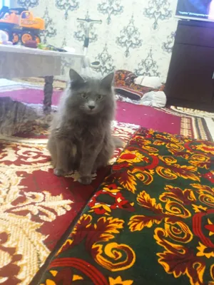 Laktatsiya pornosidan parchalarni onlayn tomosha qiling