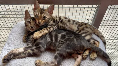 Бенгальский котята 1