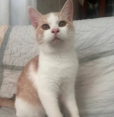 Отдадим кота в добрые руки 1