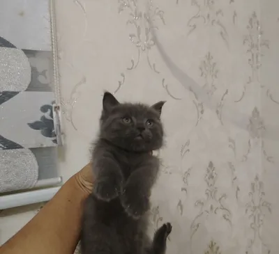 Кошки продаются недорого 1