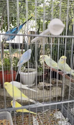 To‘lqinsimon va ajralmas to‘tiqushlar sotiladi 1