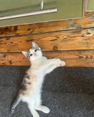 Отдам хороший руки кошечку чистая без болезней хорошая кошечка