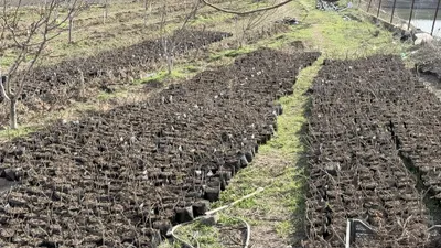 Саженцы малины сорта Дельнива из Польши 1