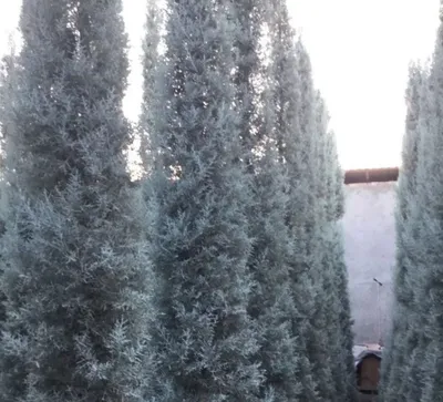 Arizonskiy Kiparis Arizona Keparis Italiya arginal 1