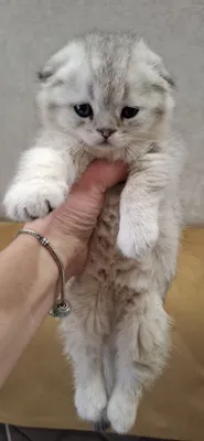 Nasldor Scottish Fold mushukchalari 1
