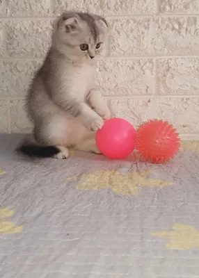 Patrisiya Millardetning yalangoch fotosurati Qattiq Olesya Kichatenko