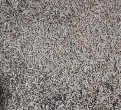 Живой червь 1 кг