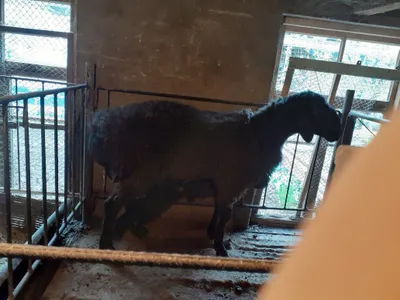 Баран для обрядов