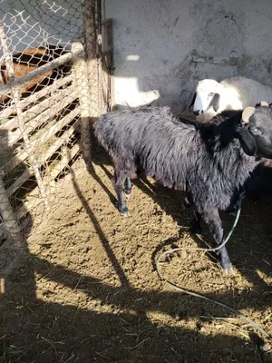 Qoʻchqor sotiladi narxi 6000. Milion 1