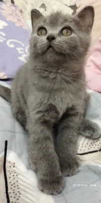 sotiladigan urg‘ochi mushukcha 1